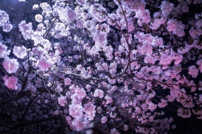 ☆桜祭り開催☆